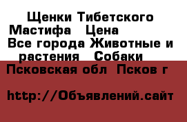 Щенки Тибетского Мастифа › Цена ­ 60 000 - Все города Животные и растения » Собаки   . Псковская обл.,Псков г.